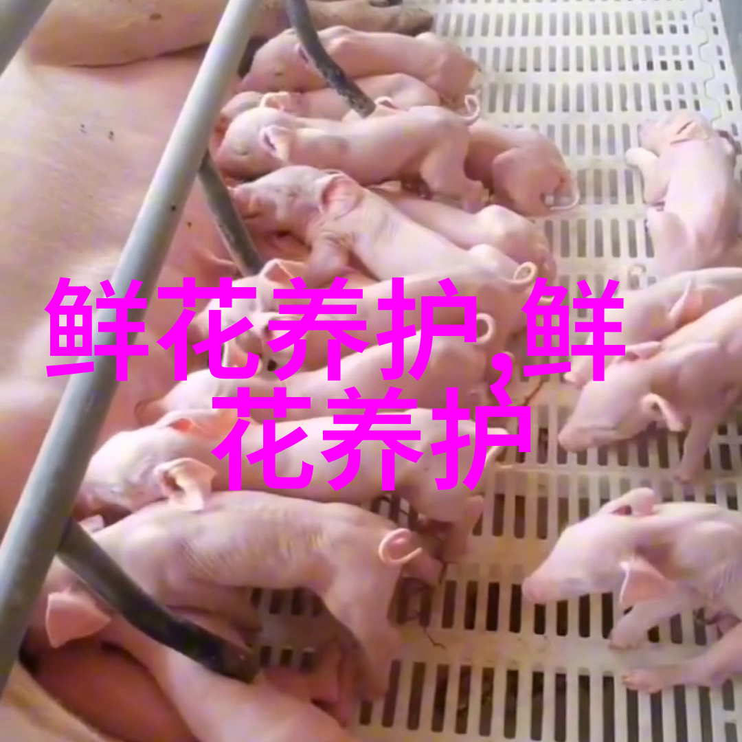 向日葵